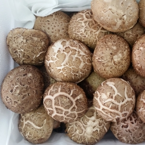 송이향이 가득하고 쫄깃쫄깃한 고기식감이 일품인 명품버섯