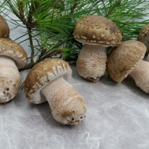 송이향이 가득하고 쫄깃쫄깃한 고기식감이 일품인 명품버섯