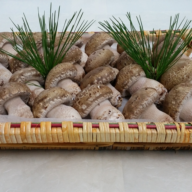 강원더몰,송화고버섯 선물용(특상품) 1.2kg